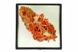 Bright Orange Crocoite Crystal Cluster - Tasmania #148500-2